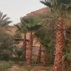 3 نخيل واشنطن