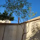 شجرة كف مريم ارتفاع 4 متر