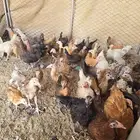 صيصان دجاج بلدي للبيع ببيشة