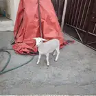 طلي دوربر