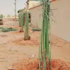 يوجد _نخل _خلاص _اشقير _درجة _اولى _باجميع _انواعه _ مقاسات