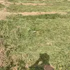 عشب للبل للغنم حصاد اليوم