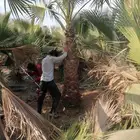 نخل متواجد في الجنوب