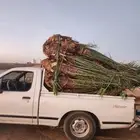 يتوفر لدينا جميع أنواع النخيل العربي فسايل ومجذرفي سطول