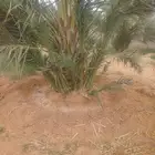 يوجد لدينا فسايل صقعي مجدوله حلوه