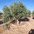 اشجار زيتون