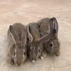 ارانب فرنسي