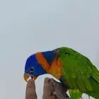 فرخ لوري رد كولارد لهواة الهدد