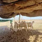 رخال تربيه