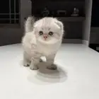 قطط صغار