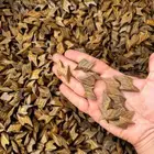 عود تايقر الذهبي جملة الجملة