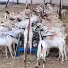برابر