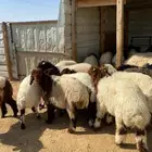 غنم نعيمي و يوجد توصيل إلى باب البيت سواء  حيه او مذبوحه