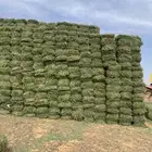 احتاج ارقام المزارع الي عندهم برسيم بالعلا