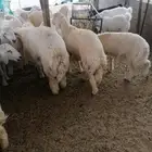 ذبايح حري وتيوس وسواكني مع مكانيه ذبح وتوصيل