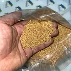 دخن ساده للطيور