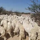 حلال طيب ونظيف