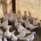 حمام فرنسي