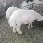 ذبايح حري وتيوس وسواكني مع أمكانيه ذبح وتوصيل
