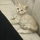 قطاوه
