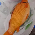 أسماك بلطي و كارب