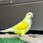 فندقه ببغاوات في الخبر