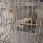 طيور زينه