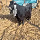 للبيع تيس فحل طيب