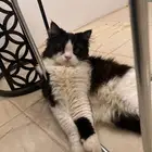 قطط ذكور للتبني معقمه ومطعمه