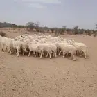 للبيع حريات حرش مراح واحد