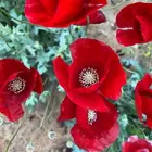 بذور الديدحان ملون احمر وبيض وردي للبيع