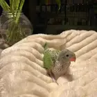 مطلوب فرخ دره