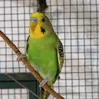 طيور حب ذكور هولندي للانتاج