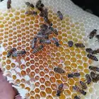 عسل السدر الملكي