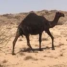 ابل مجاهيم فواخر للبيع