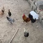 دجاج للبيع الصحه شرط دجاج من النوادر دجاج كفو من الأخيير