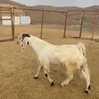 فحل مسكت عل جميع الشرووط
