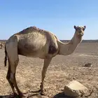 جمل طابه على الشرط