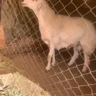 بجوار الفحص الدوري