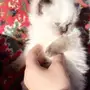 قطط كيتين هيمالايا