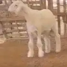 مشروع حري صنف فاخر
