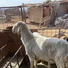 المدينه المنوره