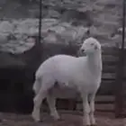 مشروع فحل حري صنف .تم البيع..تم البيع