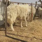 فحل مشروك تركيبه حري