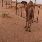 مواشي