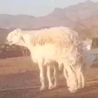 مشروع حري صنف فاخر