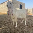 للبيع فحل هولندي