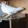 جوز بيور سانتونيت 