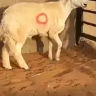 مشروع فحل حر ي صنف