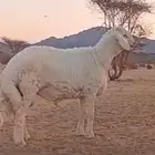 مشروع فحل حري صنف